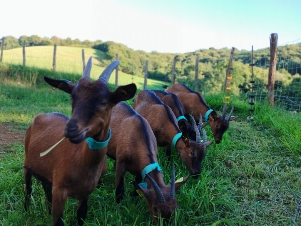 Chèvres au pâturage