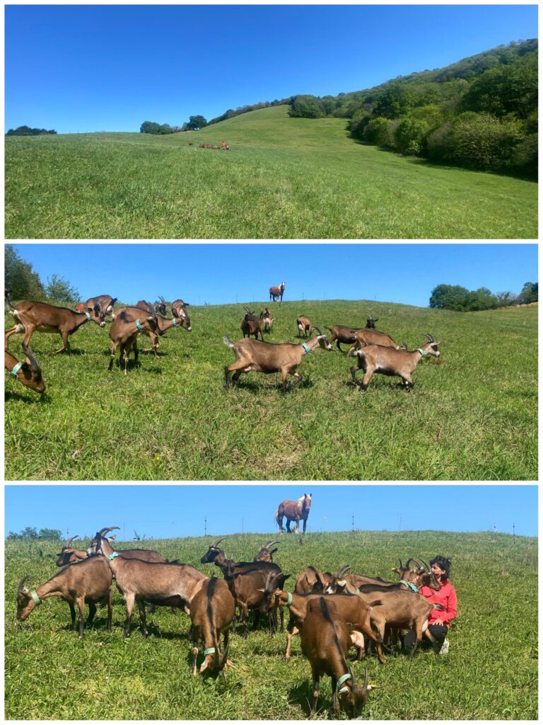 CHèvres au pâturage, à l'herbe